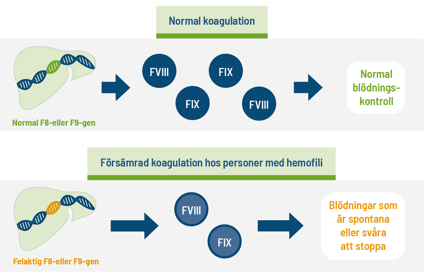 koagulation hemofili