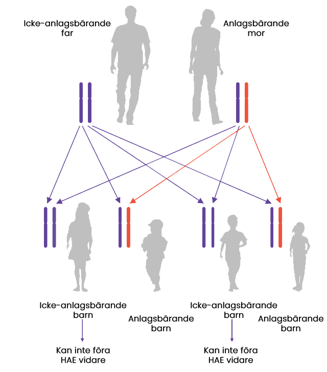 genetics diagram